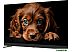 Телевизор Topdevice 55" QLED DQ08 Телевизор Topdevice 55" QLED DQ08