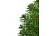Ель (елка, елочка, ёлка) новогодняя искусственная зелёная с зелёными концами 1,8 м
