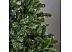 Ель Morozco Сибирская 2,7 м (0127)