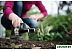 Культиватор садовый FISKARS Premium (137220) Культиватор садовый FISKARS Premium (137220)