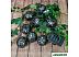 Гирлянда Uniel Fire Balls USL-S-120/PM2000 UL-00007866 Гирлянда Uniel Fire Balls USL-S-120/PM2000 UL-00007866
