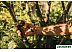 Секатор Fiskars X-series PowerGear X KF L P961 1057175