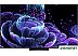MiniLED телевизор TCL 55C835