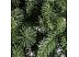 Ель Sonic Горная 1,5 м