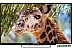 Телевизор Polar Line 32PL54TC-SM