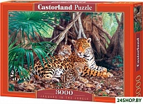 Ягуары в джунглях C-300280