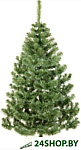 Sosna 120
