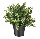 Картинка Искусственное растение IKEA Фейка 303.751.77